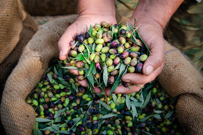 Olive Oil Private Tour in Portugal - Why Olhão Is the Right Base for an Olive Oil Education