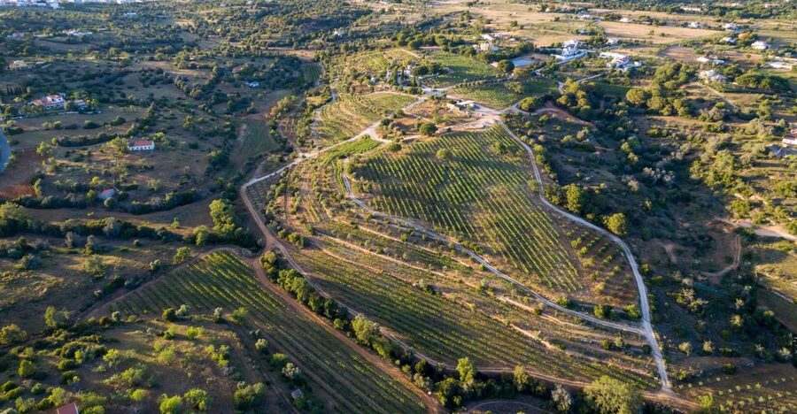 Porches: Algarve Vineyard Tour and Wine Tasting Experience - Key highlights you’ll remember