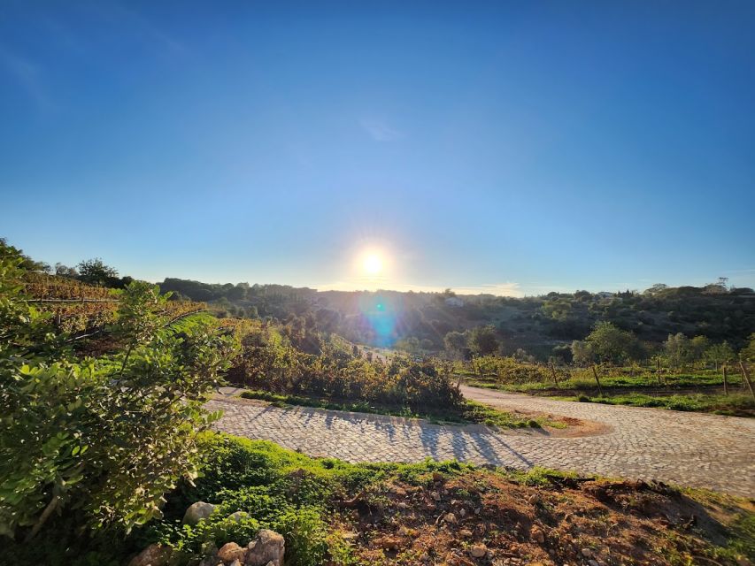 Porches: Algarve Vineyard Tour and Wine Tasting Experience - Quinta dos Capinhas: A Family Vineyard You Can Feel