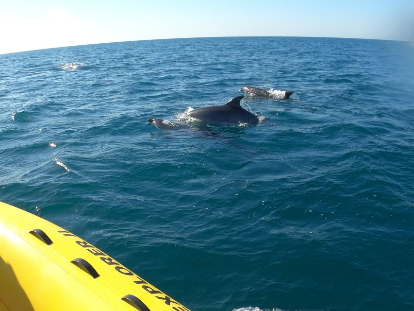 Portimão: 2-Hour Dolphin Watching Boat Tour - Dolphin Watching and Benagil Caves: The Best Parts in Plain Terms