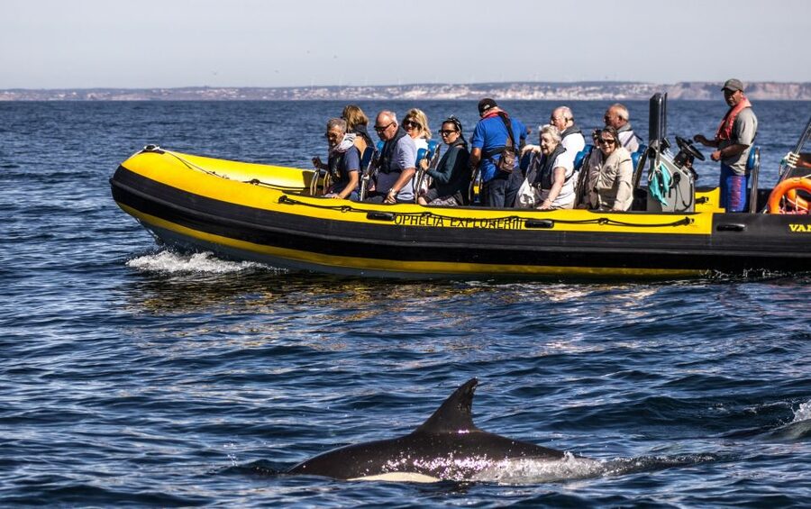 Portimão: 2-Hour Dolphin Watching Boat Tour - A 2-Hour Speed-Boat Cruise That Actually Fits Your Day