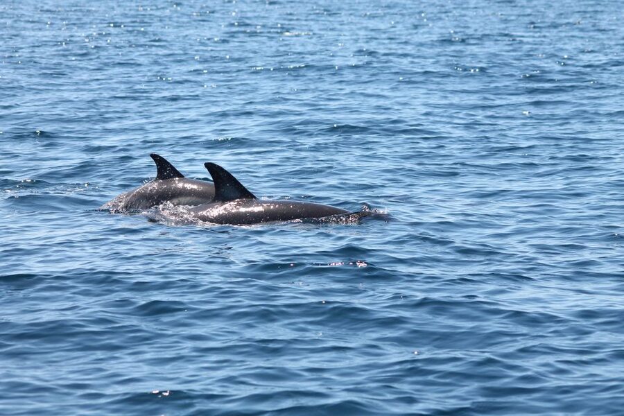 Portimão: 2-Hour Dolphin Watching Boat Tour - Captains With Dolphin-Spotting Skills: What Makes the 95% Rate Feel Real