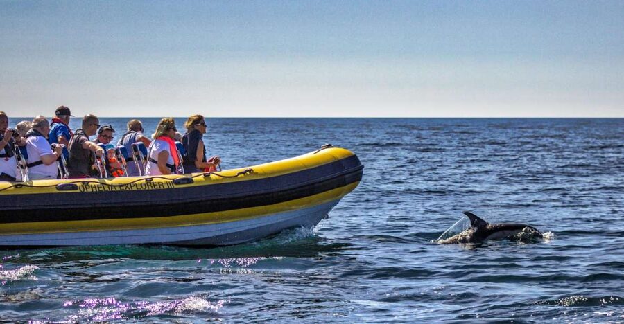 Portimão: 2-Hour Dolphin Watching Boat Tour - Price and Value: Is $53 Worth It for a 2-Hour Cruise?
