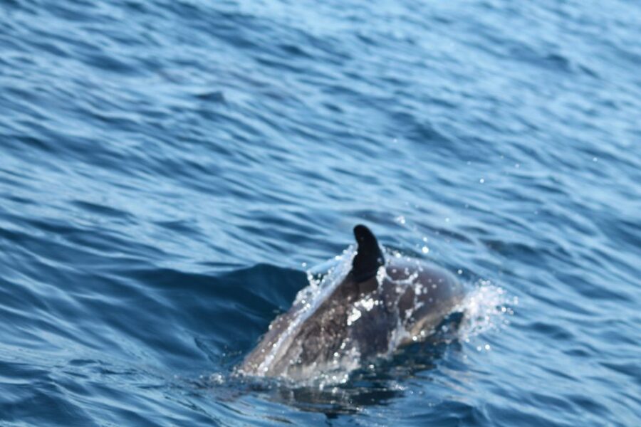 Portimão: 2-Hour Dolphin Watching Boat Tour - What to Pack (and What to Leave Behind)