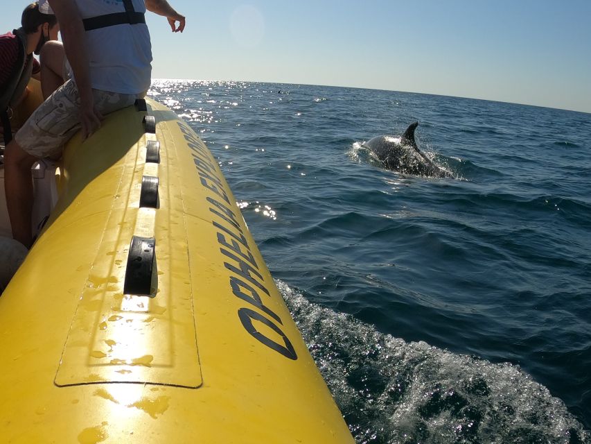Portimão: 2-Hour Dolphin Watching Boat Tour - Who This Tour Fits Best (and Who Should Think Twice)