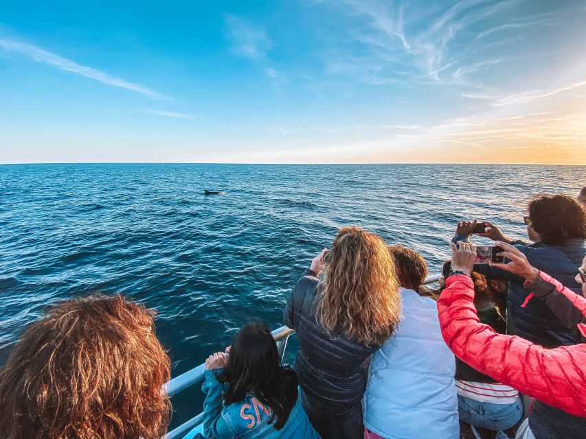 Portimão: Benagil Caves & Dolphins Watching with Biologist - Boat Comfort and Safety: Why This One Feels Better Than Inflatable Tours