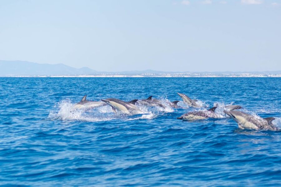Portimão: Benagil Caves & Dolphins Watching with Biologist - Who This Tour Suits Best (And Who Should Skip It)