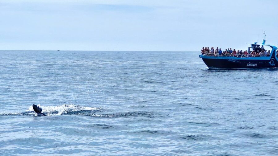 Portimão: Benagil Caves & Dolphins Watching with Biologist - Portimão Check-In: Where You Go and What to Expect on the Water