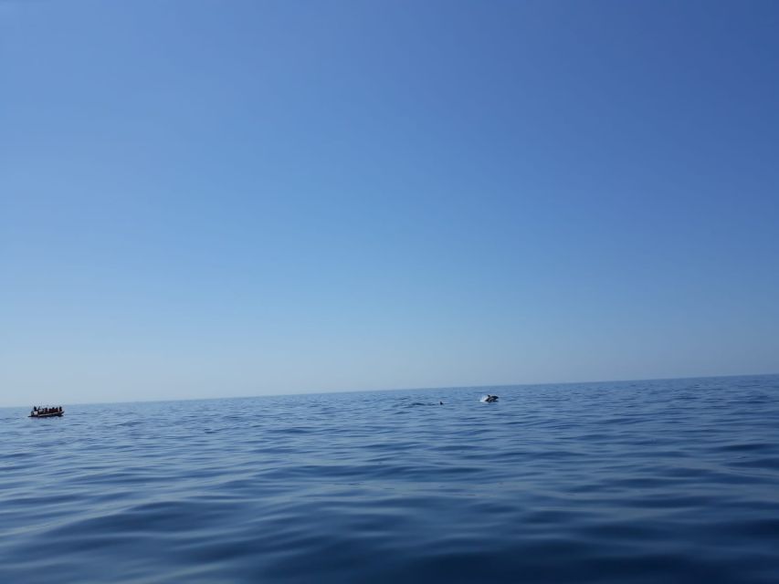Portimão: Dophin Watching on the Algarve Coast - Where You Start in Portimão and Why It Matters