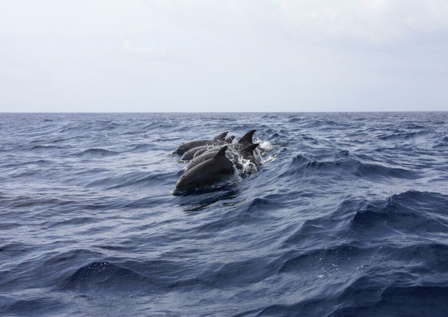 Portimão: Dophin Watching on the Algarve Coast - Duration and Timing: 132 Minutes Is a Sweet Spot