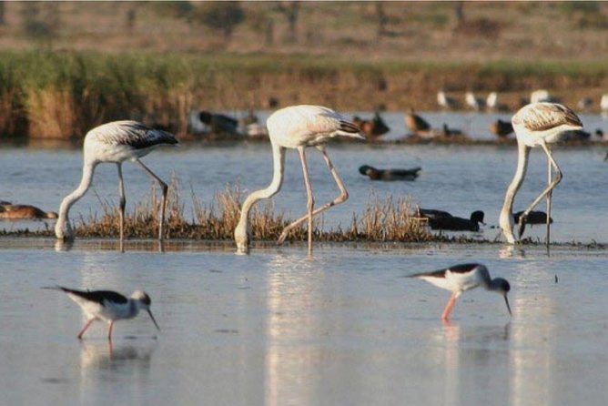 Private Half-Day Boat Tour in Ria Formosa from Faro - Service Quality and the Private-Vibe Factor on the Water