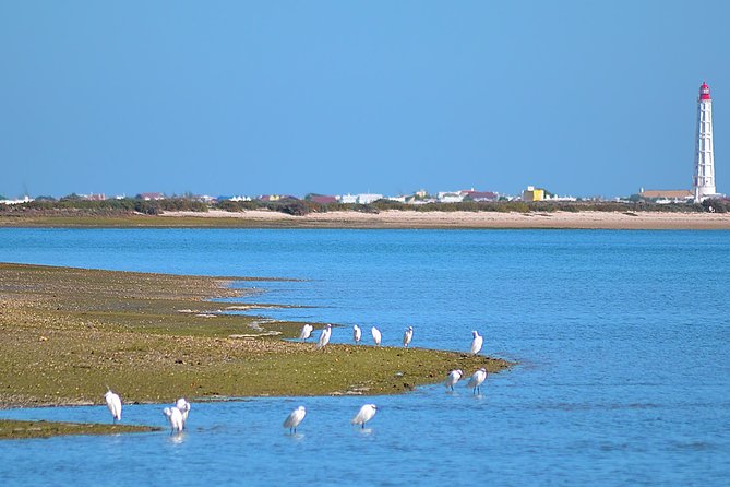 Private Ria Formosa Natural Park Boat Cruise from Faro - Price and value: $482.73 for a group up to 11