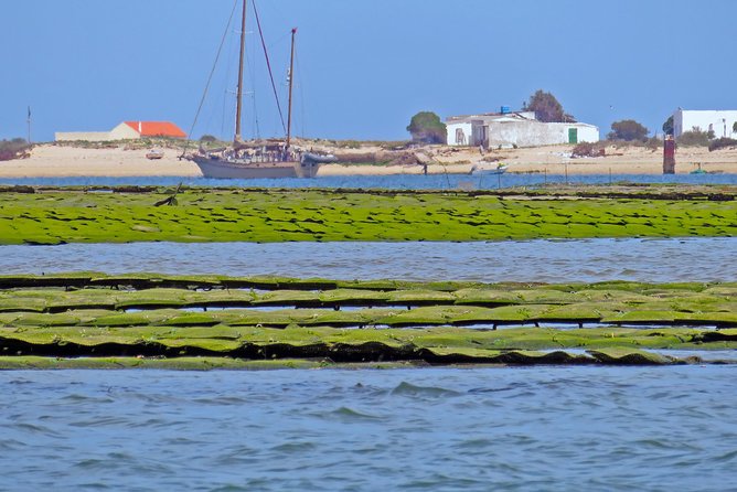 Private Sightseeing Boat Tour in Ria Formosa at Olhão - Stop 1: Ria Formosa Natural Park waters, fauna and fishing talk