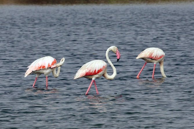 Private Sightseeing Boat Tour in Ria Formosa at Olhão - Stop 2: Praia da Armona beach time and a chance to swim