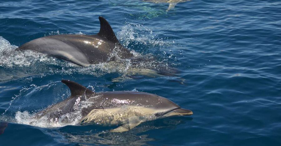 Quarteira: Algarve Coast, Caves and Dolphin Watching Cruise - From Vilamoura Marina: meeting point and what to expect onboard