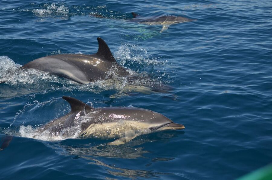 Quarteira: Algarve Coast, Caves and Dolphin Watching Cruise - Olhos de Água stop: guided sightseeing, wildlife, and dolphin search