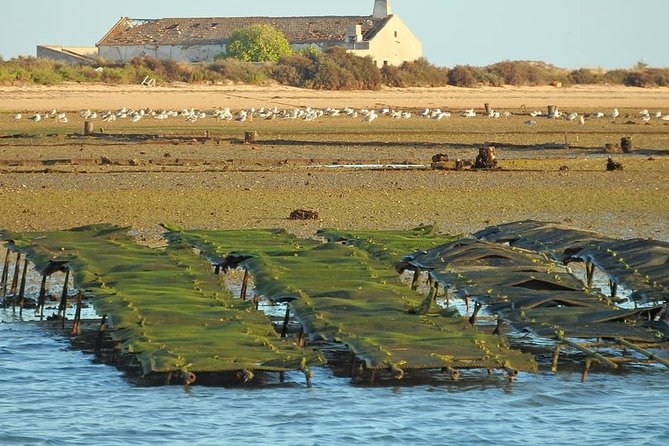 Ria Formosa - Boat trip to the 3 Islands: Armona | Culatra Island | Lighthouse - Ilha do Farol (lighthouse island): what the first hour feels like