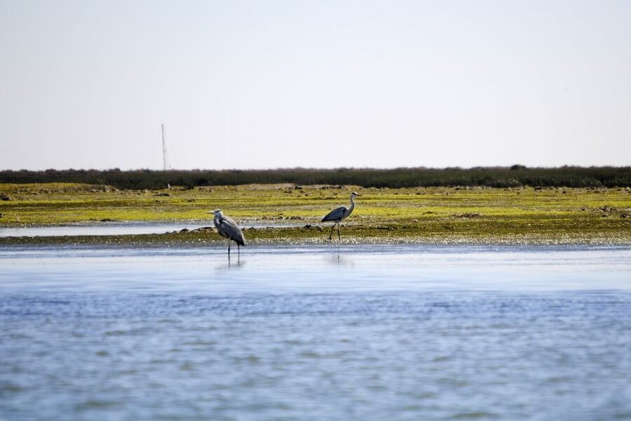 Ria Formosa National Park: Kayak Trip - The first leg: a quick kayaking lesson in calm water