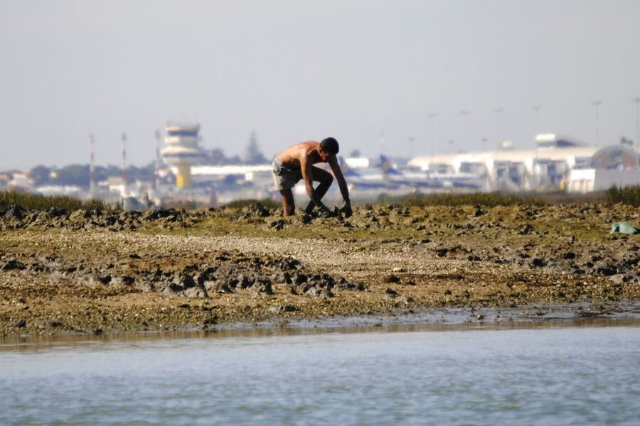 Ria Formosa National Park: Kayak Trip - Wildlife spotting that doesn’t feel like work