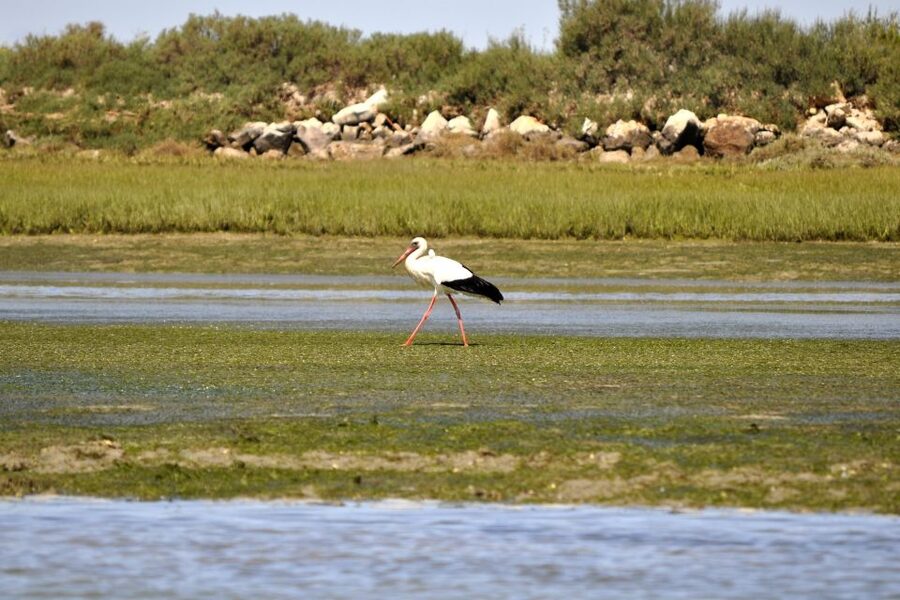 Ria Formosa National Park: Kayak Trip - Clam farms and the working-wetlands angle