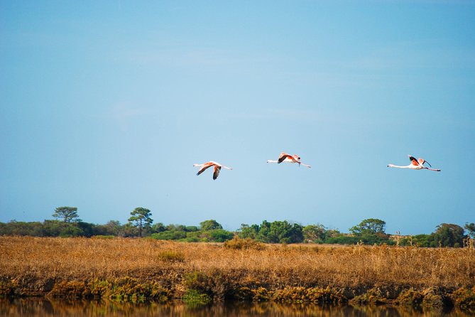 Ria Formosa Natural Park Birdwatching Segway Tour from Faro - Where you start in Faro (and why that matters)