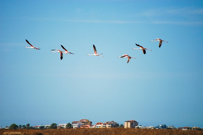 Ria Formosa Natural Park Birdwatching Segway Tour from Faro - Who this fits best (and who should adjust expectations)