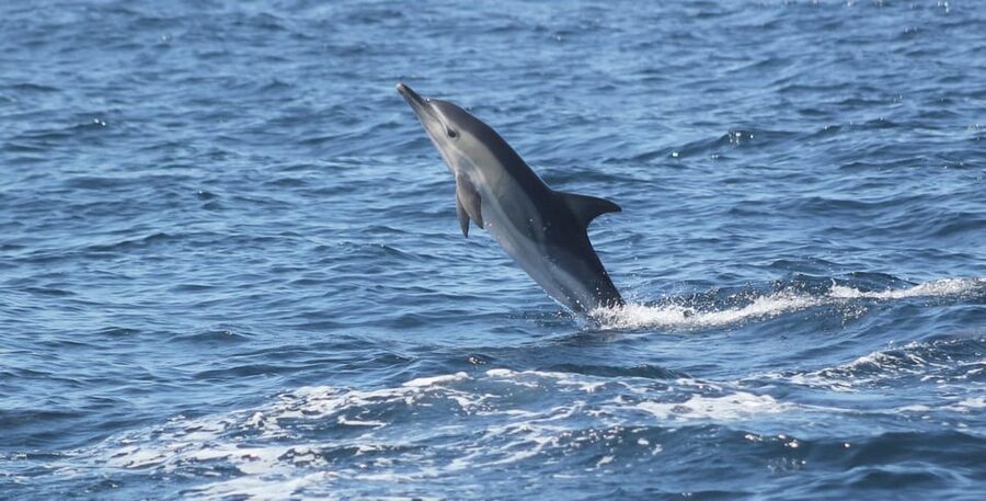 Sagres: Dolphin Watching Tour - Key things I’d clock before you go