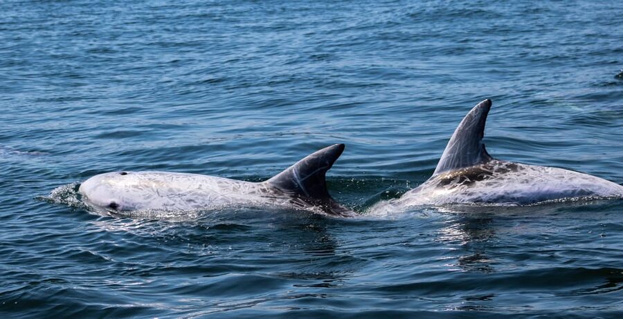 Sagres: Dolphin Watching Tour - The Marine Biologist Moment (Especially if You Meet Nunu)