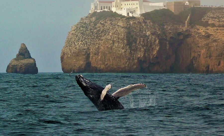 Sagres Wildlife Adventure: Dolphin and Whale Watching Tour - The 3-Hour Sail From Cape Cruiser: How the Time Plays Out