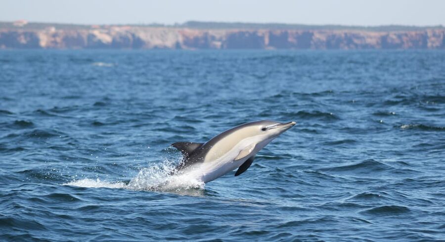 Sagres Wildlife Adventure: Dolphin and Whale Watching Tour - Practical Tips: How to Have a More Comfortable Boat Day