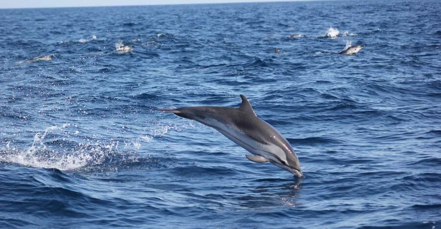 Sagres: Wildlife Tour Dolphins and Caves - Cape Cruiser on the water: what $70 gets you in real terms