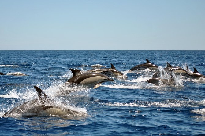 Sealife Sea Safari, Dolphin Watching with Marine Biologist's Lagos - Marine Biologists On Board: What You Actually Get for the Money