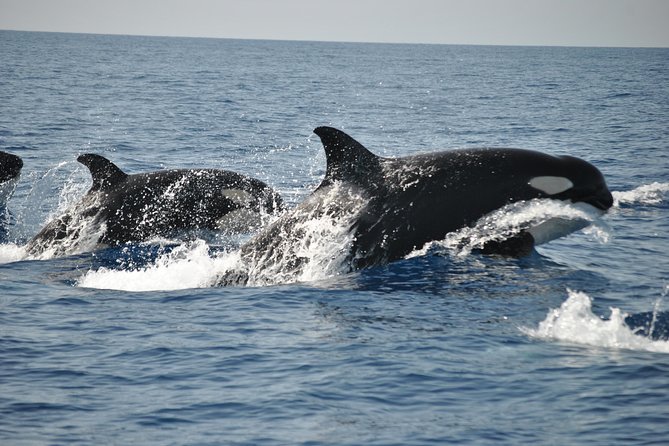 Sealife Sea Safari, Dolphin Watching with Marine Biologist's Lagos - What You Can See Off the Atlantic in Lagos