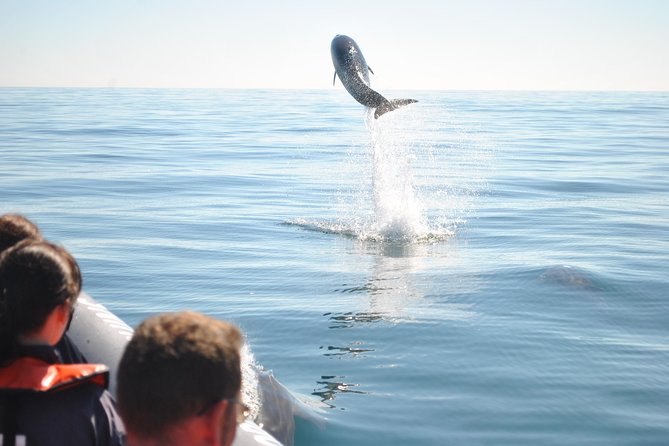 Sealife Sea Safari, Dolphin Watching with Marine Biologist's Lagos - The 90-Minute Plan: What Happens During Your Time on the Water