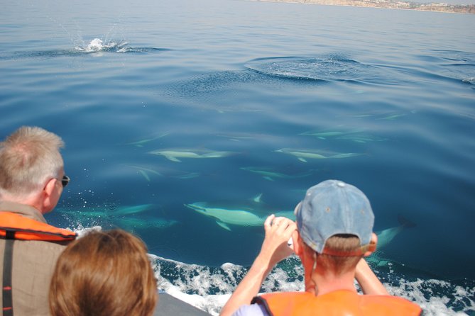 Sealife Sea Safari, Dolphin Watching with Marine Biologist's Lagos - Price and Value: Is $48.39 Worth It?