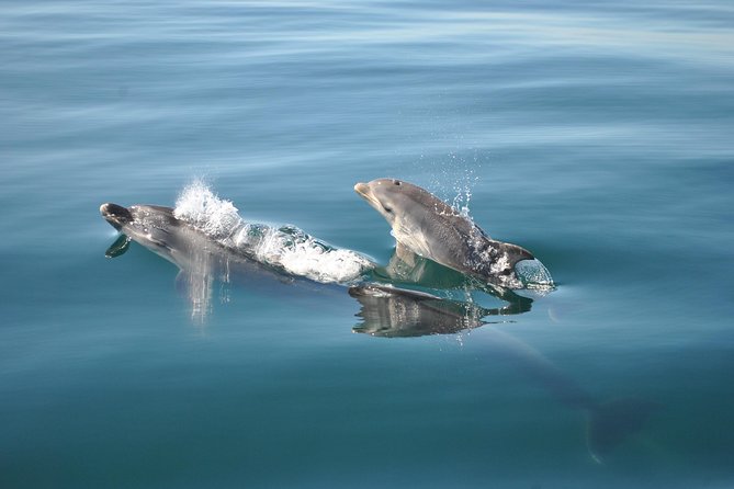 Sealife Sea Safari, Dolphin Watching with Marine Biologist's Lagos - Best Timing and What to Pack for Windy, Cool Atlantic Air