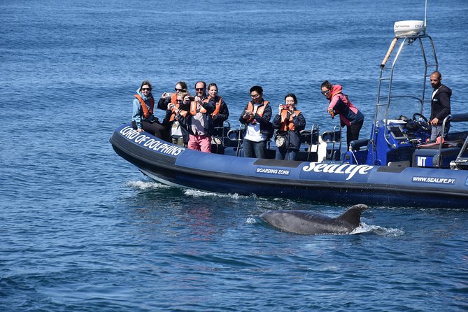 Sealife Sea Safari, Dolphin Watching with Marine Biologist's Lagos - The Boat Choices: Rigid Inflatables vs Catamaran Comfort