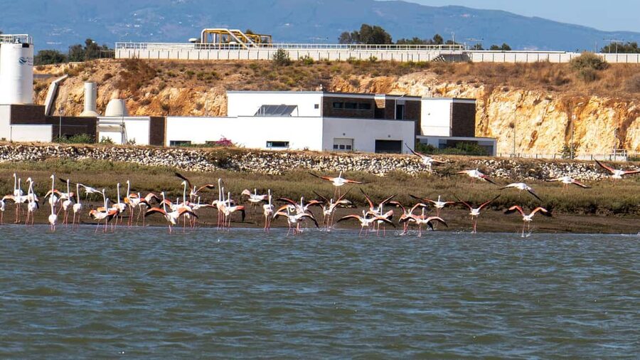 Silves History & Nature Boat Tour on the Arade River - Chance of Flamingos: How to Think About the Wildlife Moment