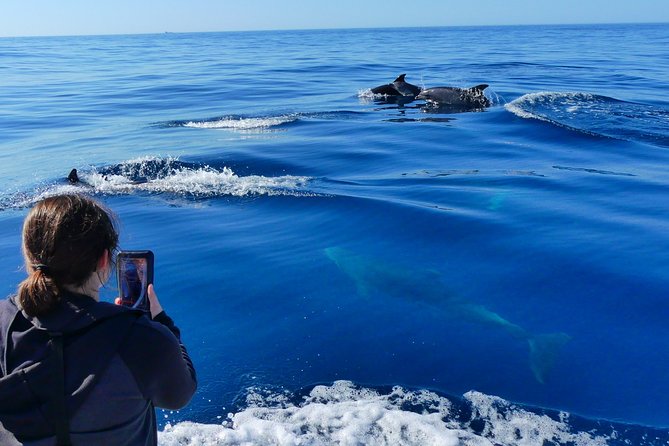 Small Group Dolphin and Wildlife Watching Tour in Faro - Getting on the water near Faro’s Ginásio Clube Naval