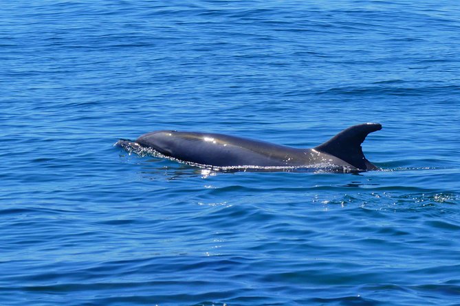 Small Group Dolphin and Wildlife Watching Tour in Faro - Dolphins, whales, and the real reason marine biologists matter