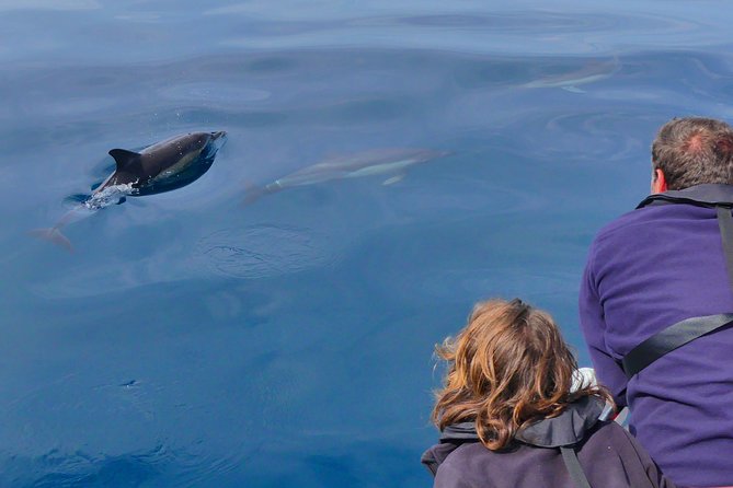 Small Group Dolphin and Wildlife Watching Tour in Faro - What wildlife you might see (and what to keep realistic)