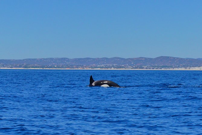 Small Group Dolphin and Wildlife Watching Tour in Faro - Boat comfort and the sea factor: RIBs are fun, not gentle