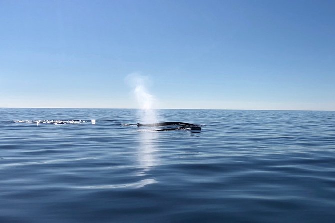 Small Group Dolphin and Wildlife Watching Tour in Faro - Morning timing: why starting earlier boosts your odds