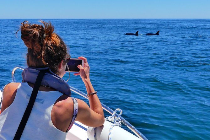 Small Group Dolphin and Wildlife Watching Tour in Faro - Value in plain terms: what $66.51 buys you