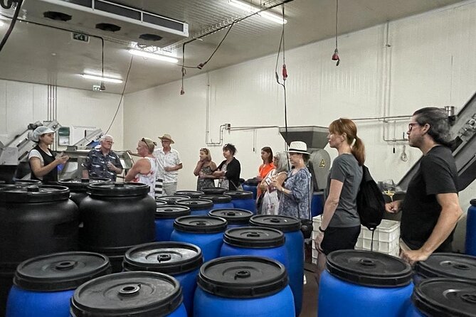 Tavira Olive Experience Factory Tour and Tasting - Entering the factory: what you learn about olives before the tasting