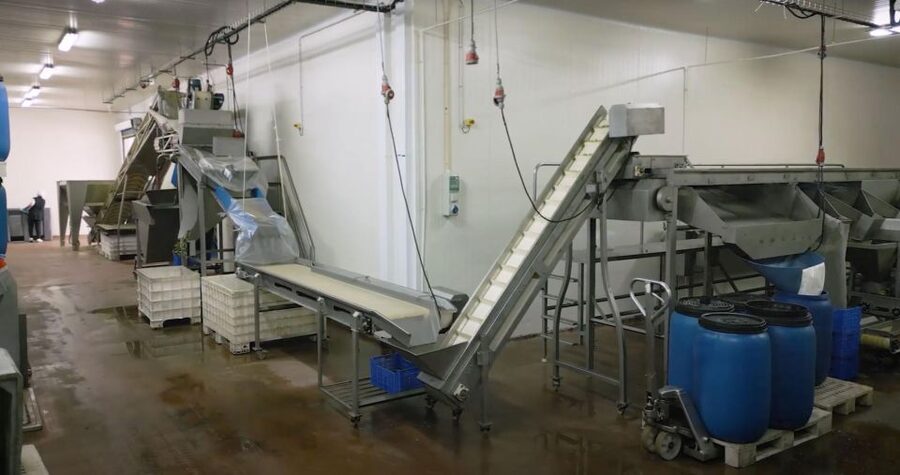 Tavira: Olive Factory Tour and Tasting - Season reality check: September to November (and the video plan)