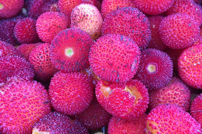 The Medronho Experience! - The Berry-to-Fermentation Lesson (What You’ll Actually Learn)