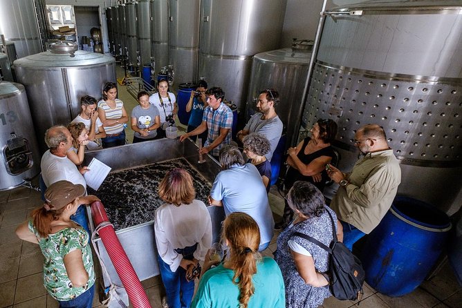 Tour & Wine tasting - Authentic Algarve Flavours by Quinta da Tôr - Entering Quinta da Tôr: where you meet and what you’ll notice first
