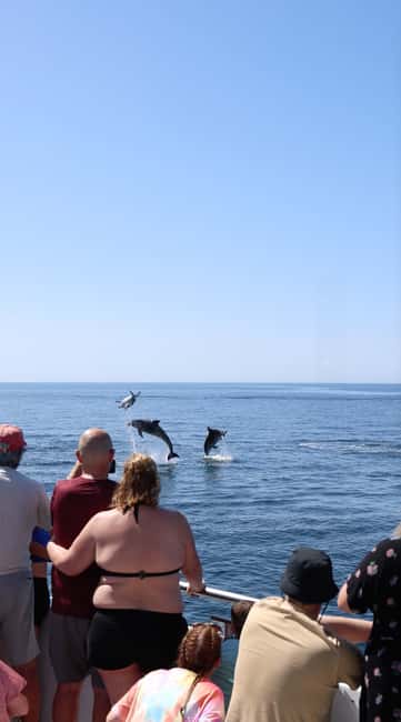 Vilamoura: Boat Tour Dolphin Quest & Marine Life Search - Key takeaways before you go