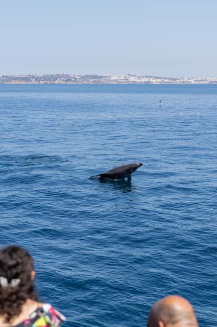 Vilamoura: Boat Tour Dolphin Quest & Marine Life Search - Getting the conservation angle right: responsible dolphin watching
